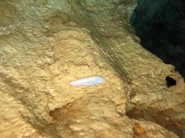 sergio granucci1 (5).jpg